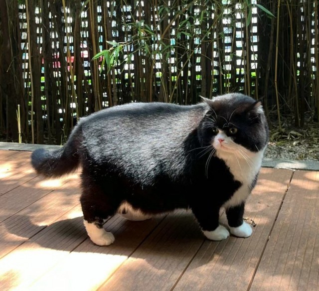 Эталон кота