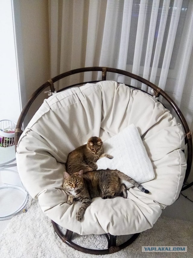 Да просто кот, зовут тоже Кот