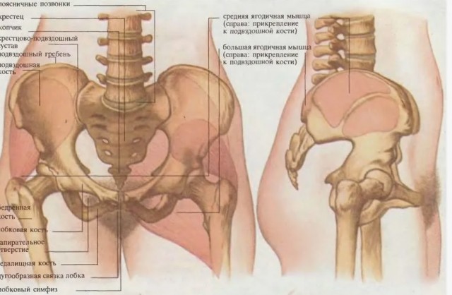Оно ест... И может отплясывать