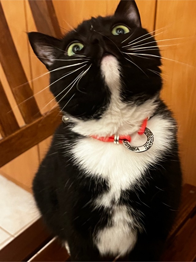 Кошки - облигатные хищники! К котовторнику