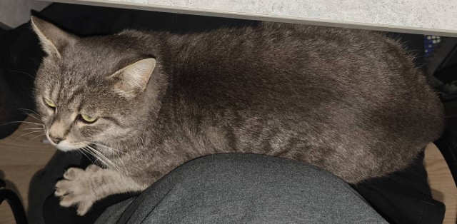 Кота с дачи забрал