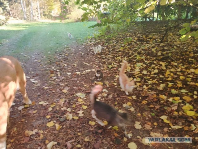 Жизнь домашнего приюта для котеек 560