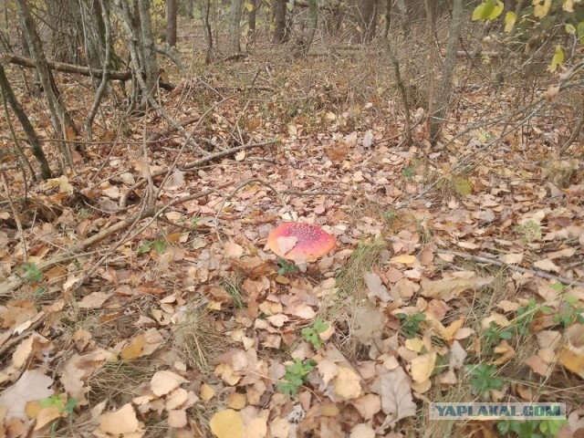Жизнь домашнего приюта для котеек 561