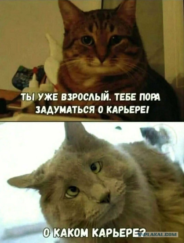 Шерстяные пидо.... братья наши меньшие