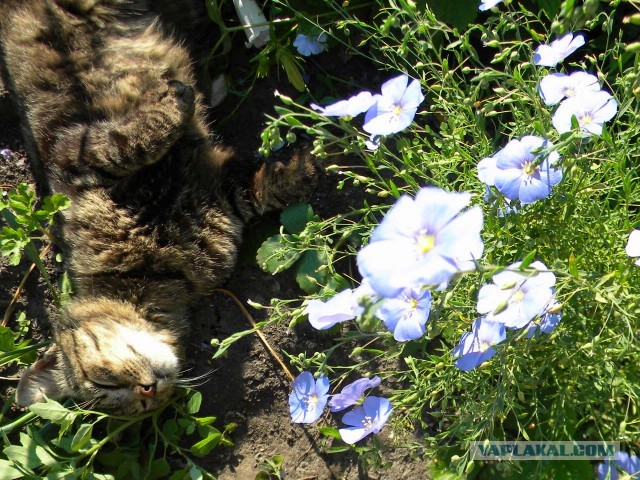 Котовторник 23.07.2013