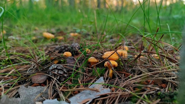 В Ленобласти появились настоящие лисички