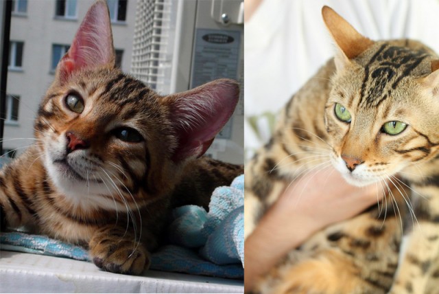 Коты и время