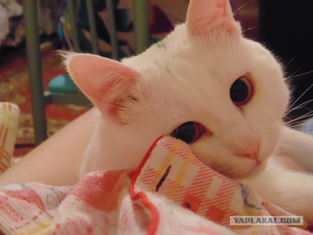 Котовторник 12.11.2013