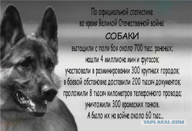 Что такое собака в доме