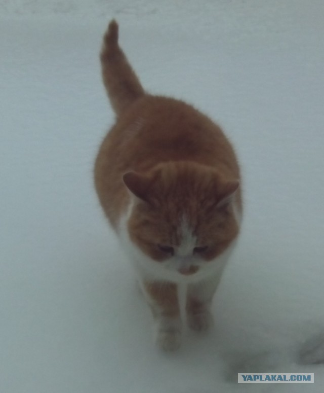 Котовторник  28.01.14