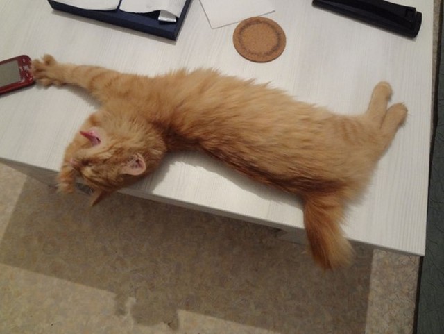 Котовторник 05.03.13