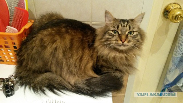 Котовторник 01.07.2014