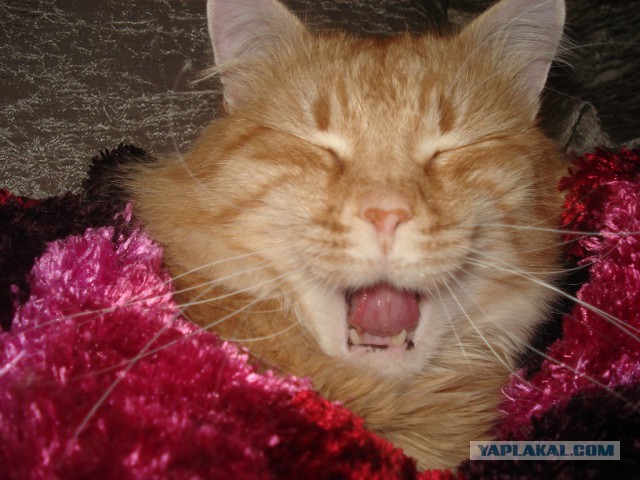 А у тебя есть фото твоей зевающей котейки ?