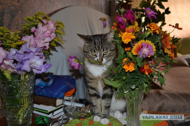 Котовторник 12.08.2014