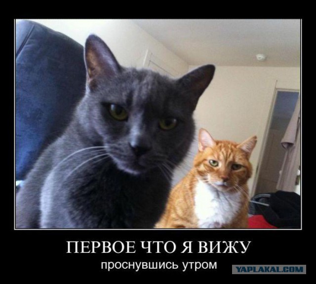 Демотиваторов пост, добавляйте свои