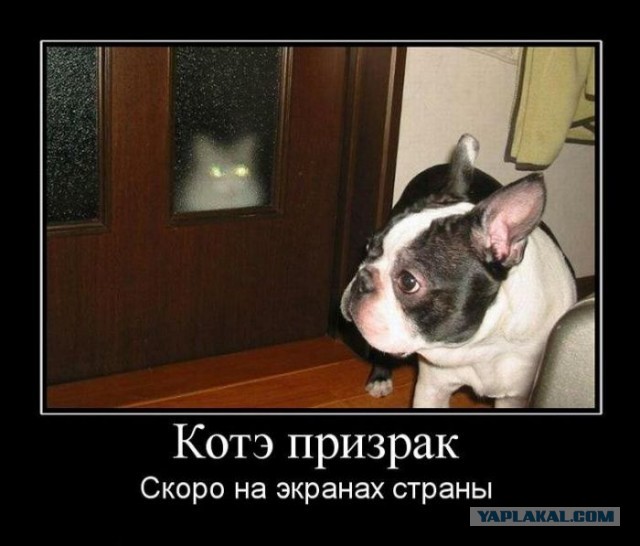 Фотожаба: Злой Кот