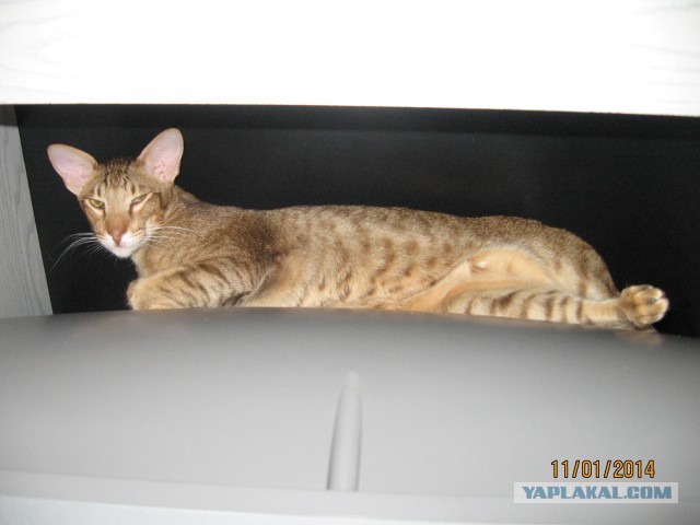 Котовторник