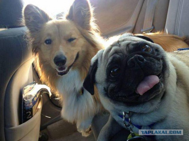 Милость этих фото зашкаливает