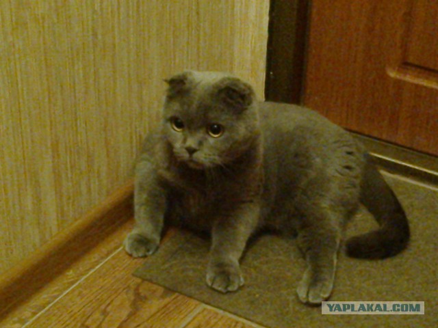 Котовторник 15.12.2015