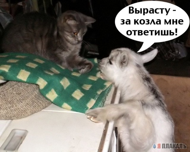 Позитивные кошаки на понедельник!