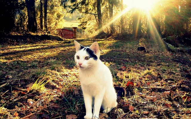 Котовторник 03.05.2016