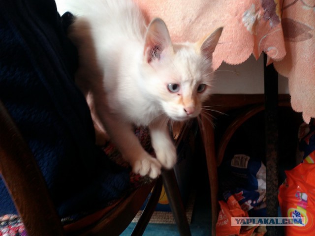 Котовторник 19.07.2016