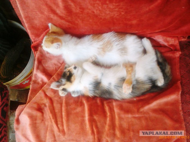 Котовторник 13.09.2016
