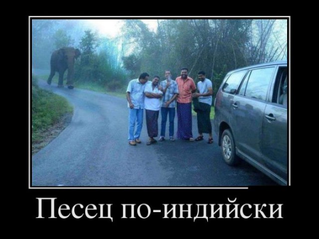Самые смешные животные