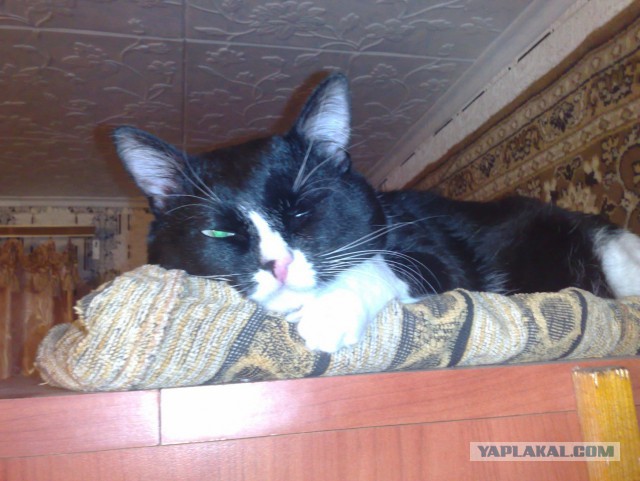 Котопёсо суббота