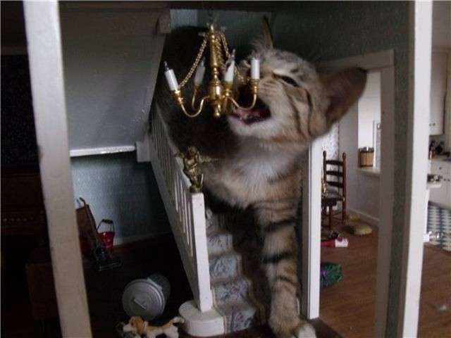 Коты и Кошки