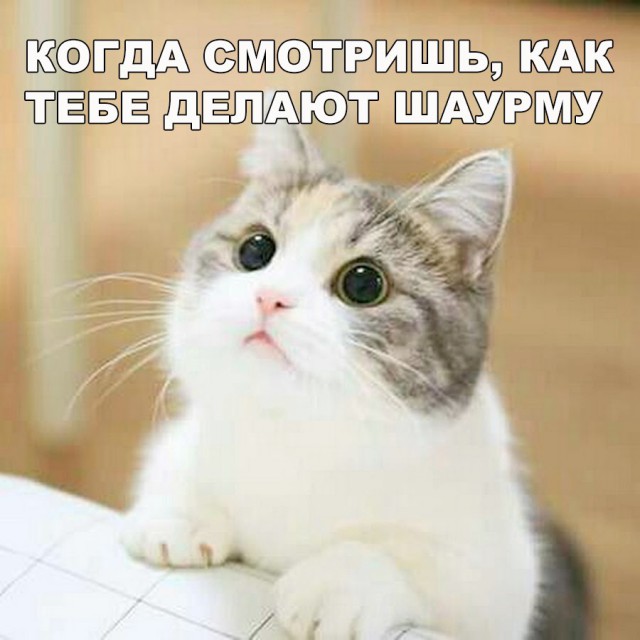 Коты и Кошки