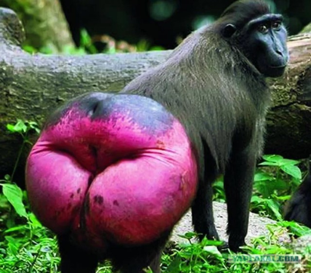 «Самая большая грудь Латвии» соблазняет женатых мужчин