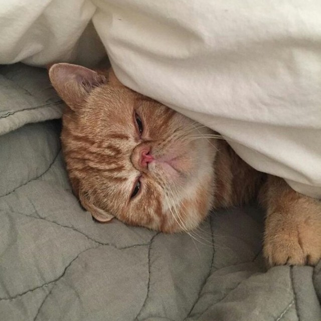 Коты и Кошки
