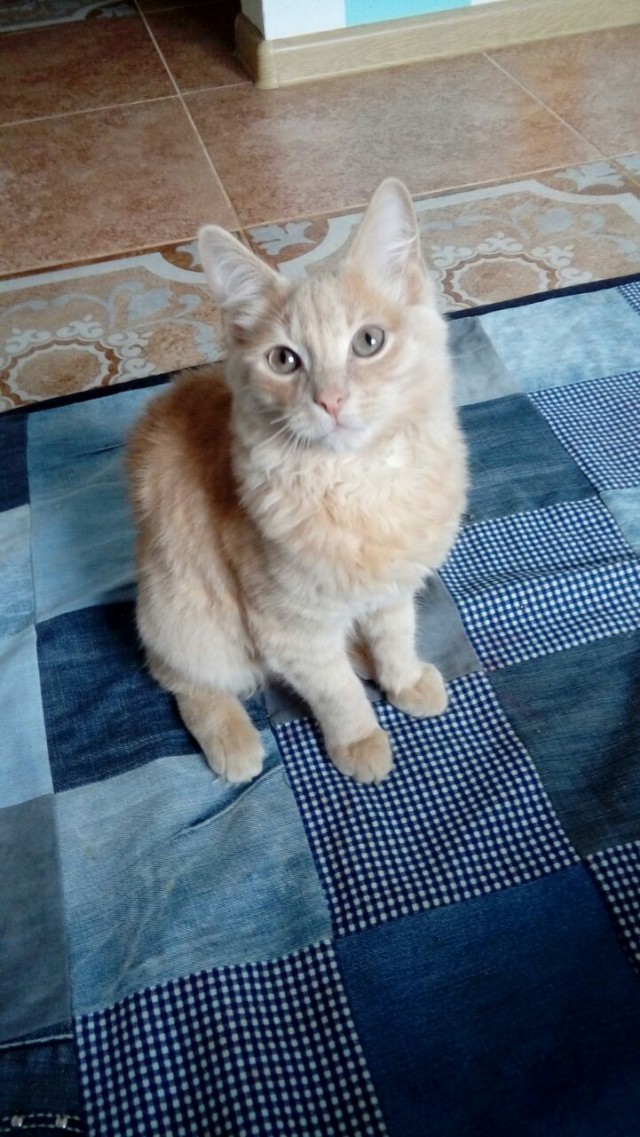 Мой спящий рыжий кот