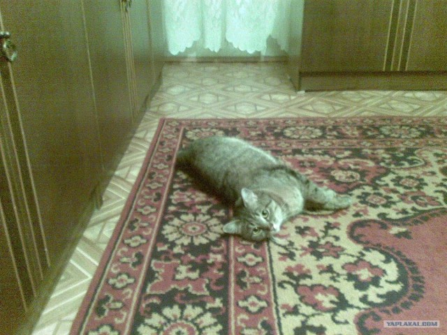 Котовторник на ЯПлакалъ (27.05.08), прикольные коты, добавляем свои!