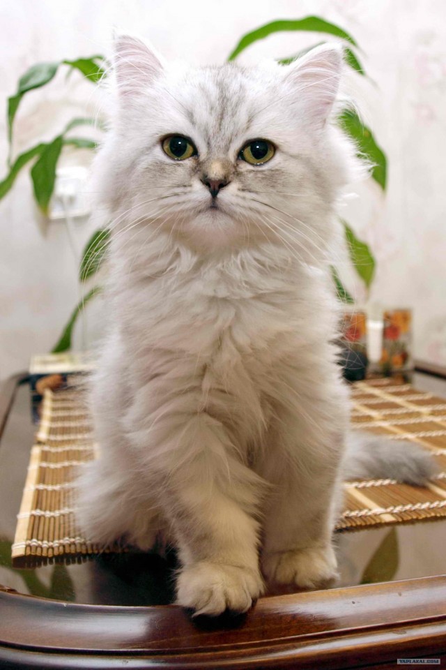 Котовторник - С праздником, котоводы!