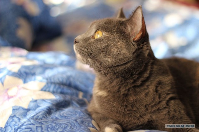 Котовторник  07.06.11