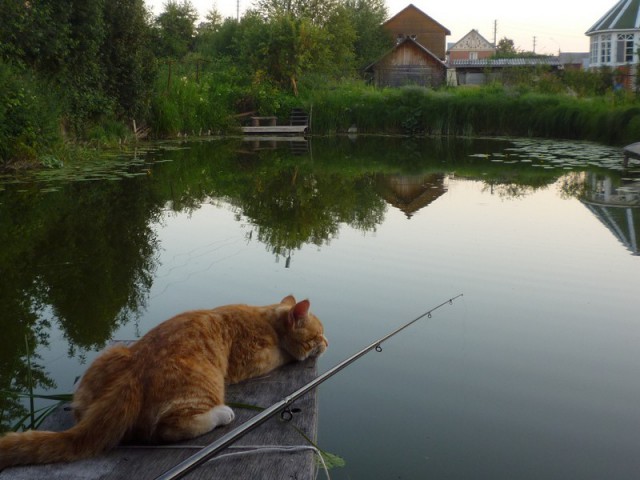Прикольных котов пост