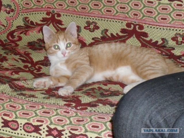 Котовторник! 08.11.11