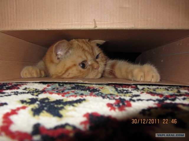 Котовторник (10.01.2012)