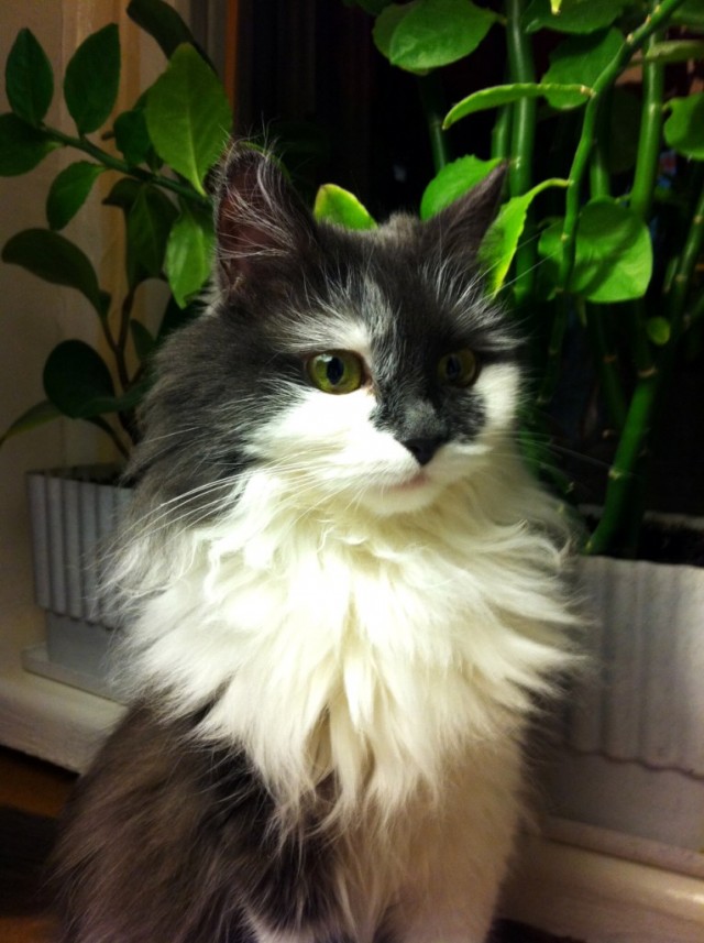 Котовторник 8 мая 2012