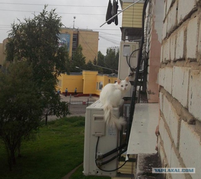 Что можно увидеть на балконе