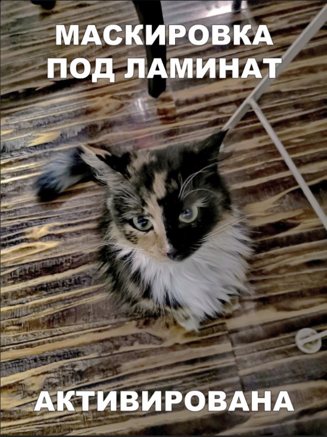 Забавные фото котеек
