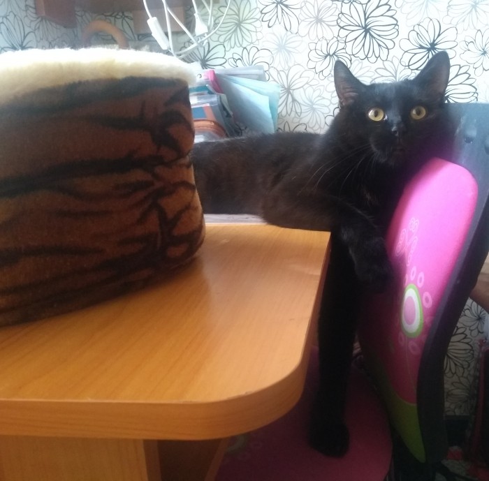 Котовторник!