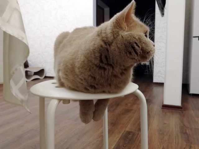 Забавные фото котеек