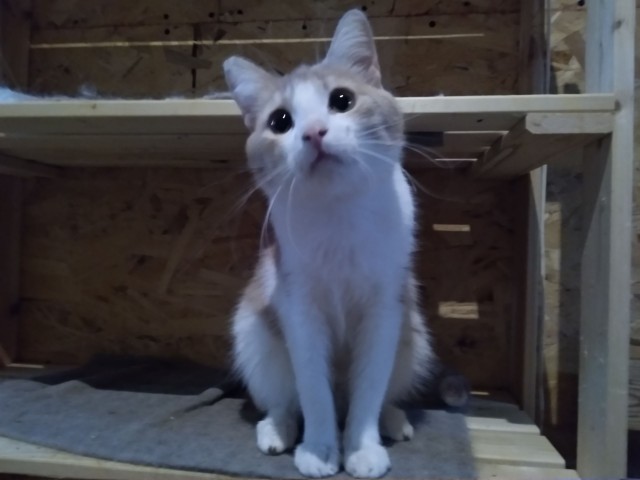 Забавные картинки с котами из сети