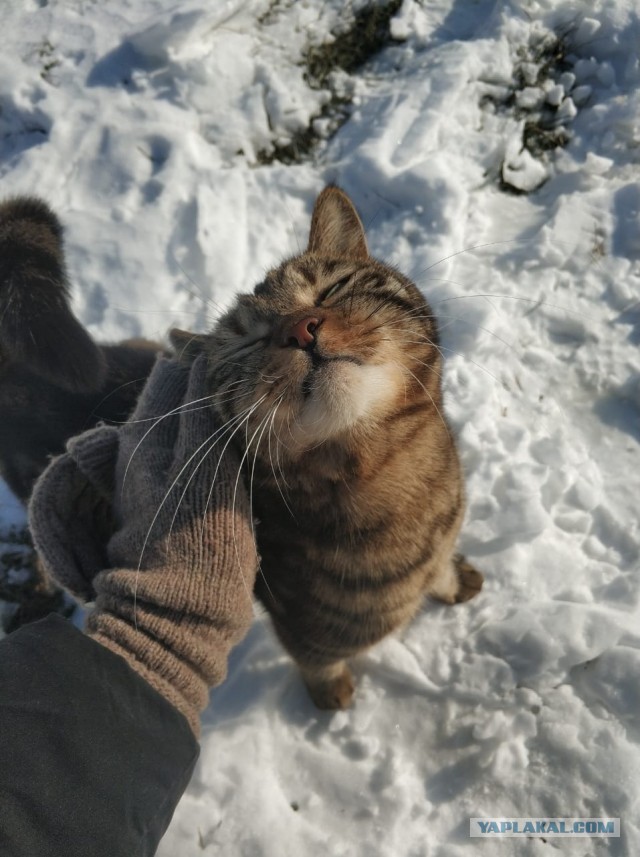 ̶К̶о̶р̶о̶н̶  Котовторник!