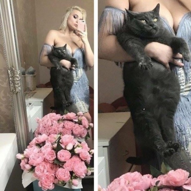 Смешные коты 25.08.20