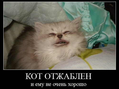 Отжабте моего кота