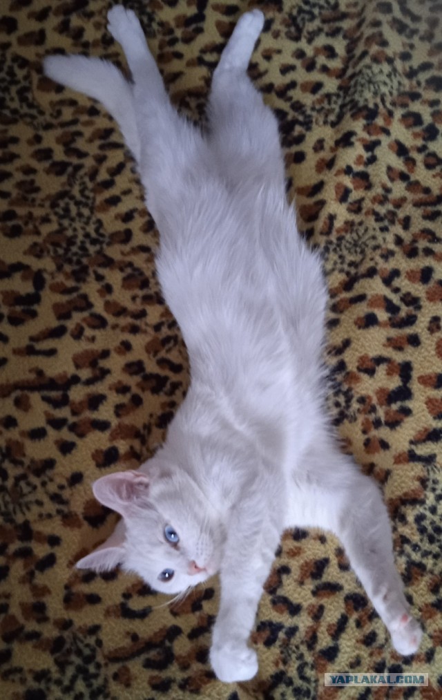 Котовторник же!